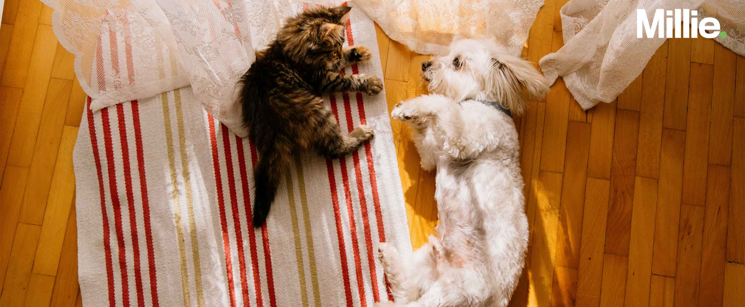 Una vista de águila de un gato y un perro acostados juntos sobre una alfombra en un piso de madera.